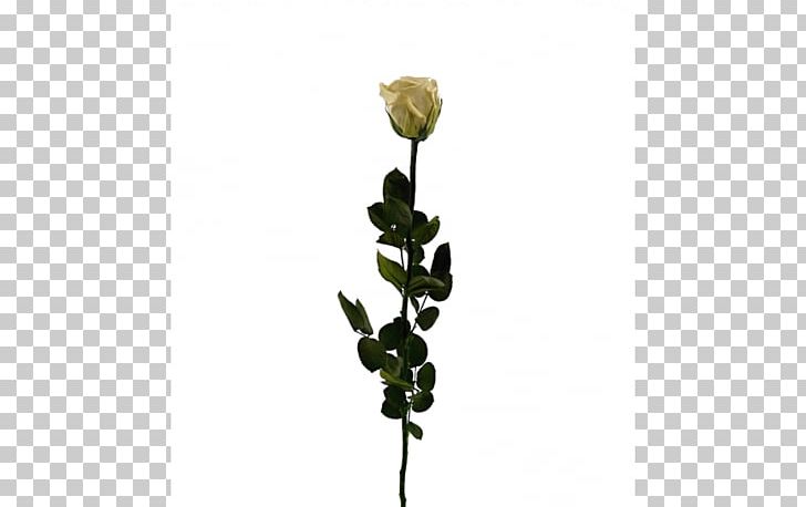Cut Flowers Rose Family Champagne Flower Bouquet PNG, Clipart, Branch, Bud, Capuccino, Champagne, Color Free PNG Download