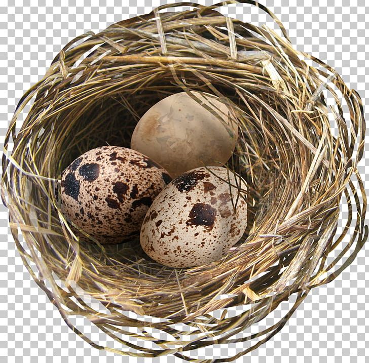 Easter Egg Bird Easter Egg PNG, Clipart, Animals, Bird, Bird Nest, Easter, Easter Egg Free PNG Download