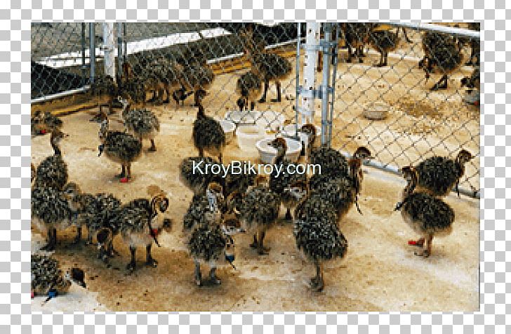 Bird Emu Chicken Sales Somali Ostrich PNG, Clipart, Beak, Bird, Chicken, Common Ostrich, Egg Free PNG Download