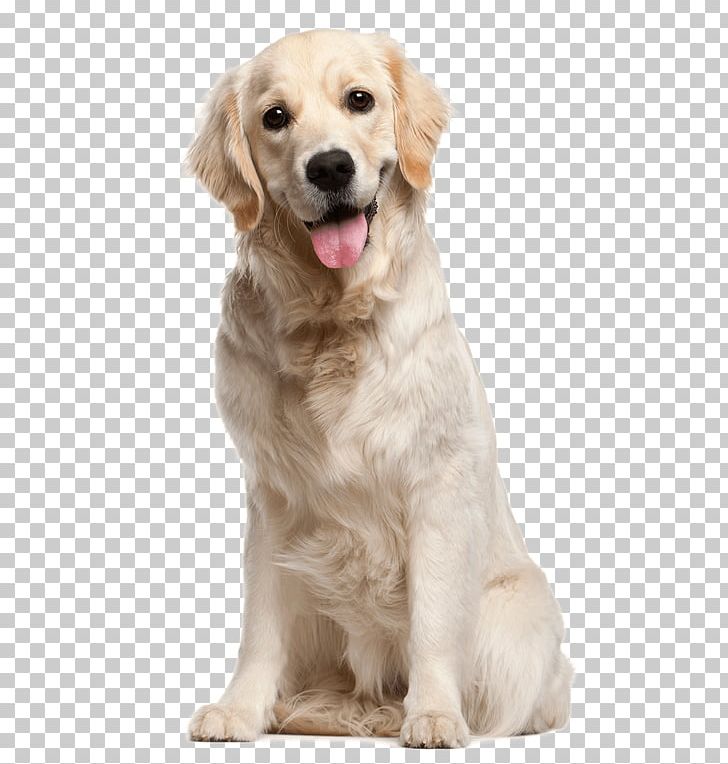 Golden Retriever Puppy Labrador Retriever Dog Breed PNG, Clipart, Animals, Breed, Breed Group Dog, Carnivoran, Companion Dog Free PNG Download