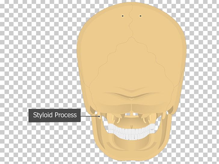 Mastoid Part Of The Temporal Bone Mastoid Process Skull Occipital Bone PNG, Clipart, Anatomy, Bone, Cervical Vertebrae, Chin, Digastric Muscle Free PNG Download