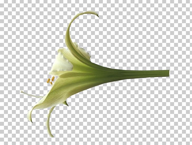 Flower Plant Stem PNG, Clipart, Flora, Flower, Plant, Plant Stem Free PNG Download