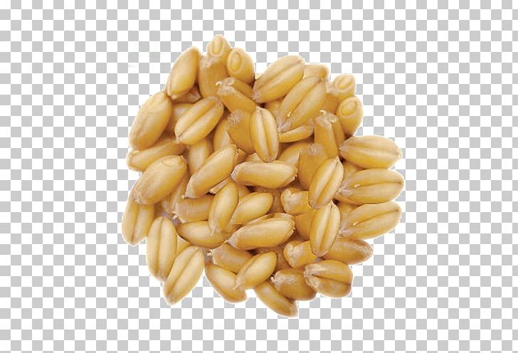 Spelt Barley Machine Grasses Oat PNG, Clipart, Cat, Cereal, Cereal Germ, Emmer, Food Free PNG Download