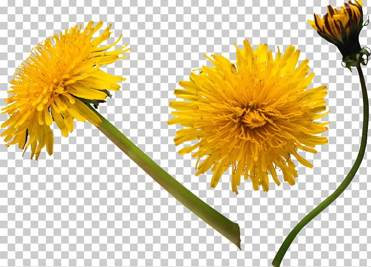Dandelion Flower Stock Photography PNG, Clipart, Annual Plant, Chrysanths, Cut Flowers, Daisy Family, Dandelion Free PNG Download