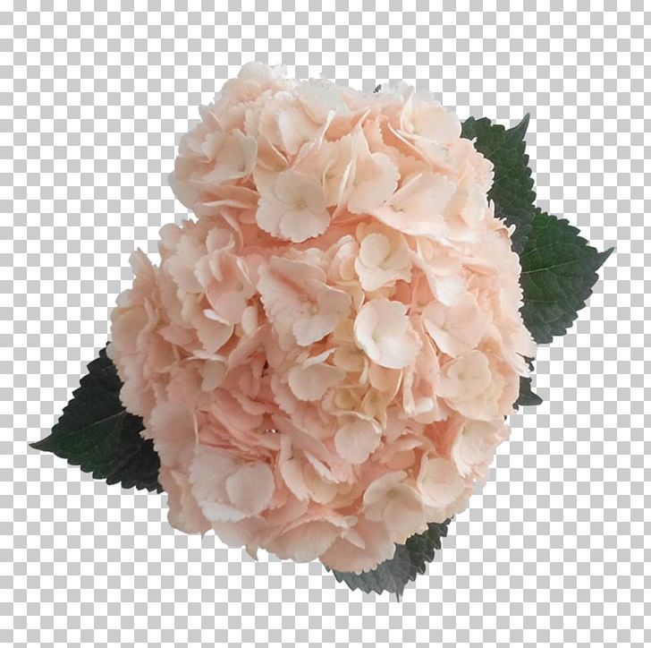 Hydrangea Peach Pink Rose Color PNG, Clipart, Artificial Flower, Blue, Color, Cornales, Cut Flowers Free PNG Download