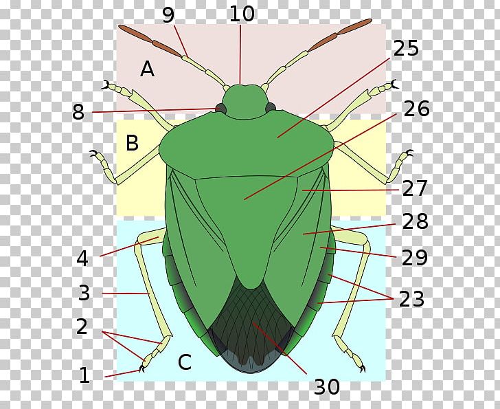 Insect Hemiptera Heteroptera Stink Bugs Scutellum PNG, Clipart, Amp, Anatomy, Angle, Animals, Area Free PNG Download