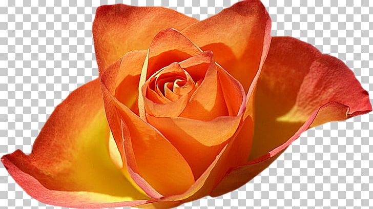Rose Garden Desktop Flower PNG, Clipart, Bare Root, Closeup, Color, Cut Flowers, Desktop Wallpaper Free PNG Download