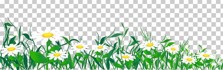 Common Daisy PNG, Clipart, Chamaemelum Nobile, Chamomile, Commodity, Computer Wallpaper, Daisy Free PNG Download