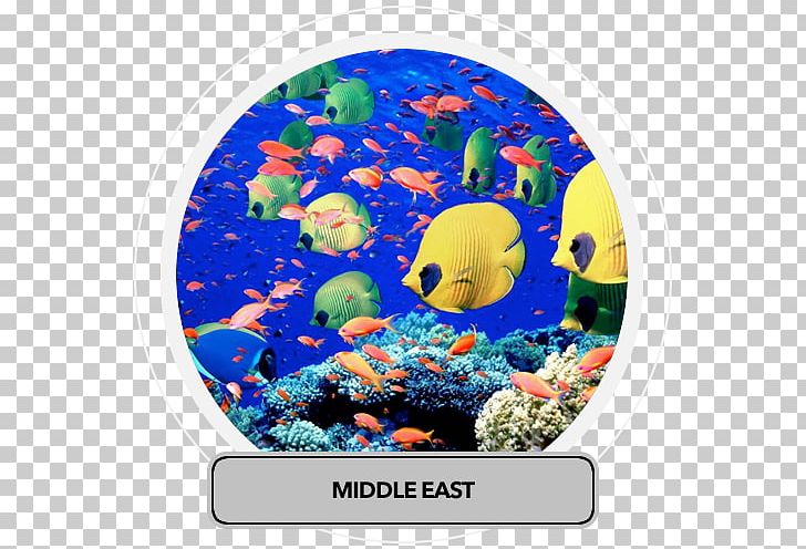 Red Sea Ocean Deep Sea Earth PNG, Clipart, Aquarium, Coral, Coral Reef, Coral Reef Fish, Deep Sea Free PNG Download