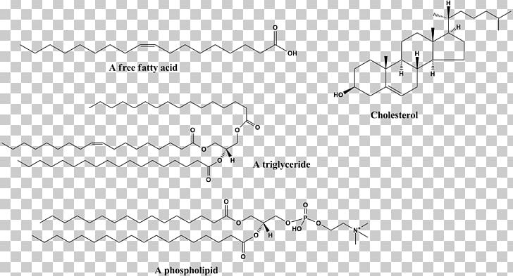 Hydrophobe Hydrophile Molecule Chemical Polarity Hydrophobic Effect PNG, Clipart, Angle, Area, Black, Black And White, Catabolism Free PNG Download