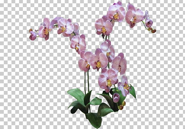 Phalaenopsis Equestris Orchids Plant Lilac PNG, Clipart, Branch, Cattleya Orchids, Flower, Flowering Plant, Food Drinks Free PNG Download