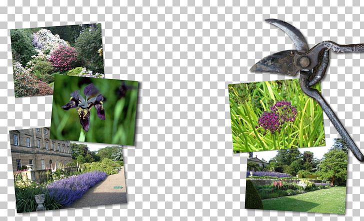 Plant Plastic Pollinator Tree Purple PNG, Clipart, Flora, Food Drinks, Grass, Organism, Plant Free PNG Download