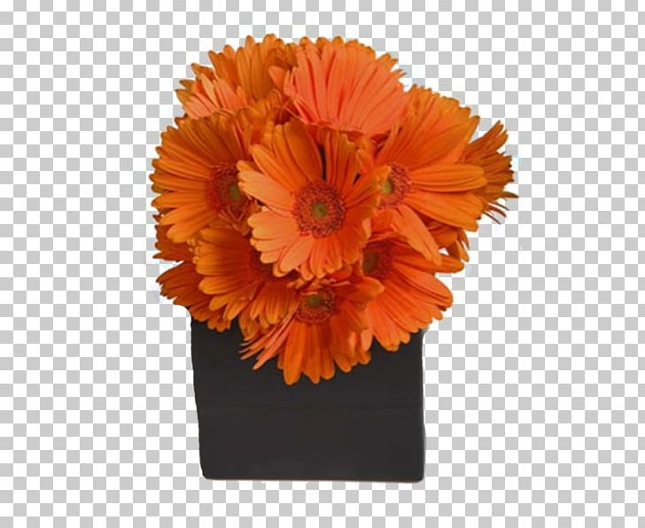 Transvaal Daisy Floral Design Flower Bouquet Cut Flowers PNG, Clipart, Arrangement, Bloomnation, Calendula, Common Daisy, Cut Flowers Free PNG Download