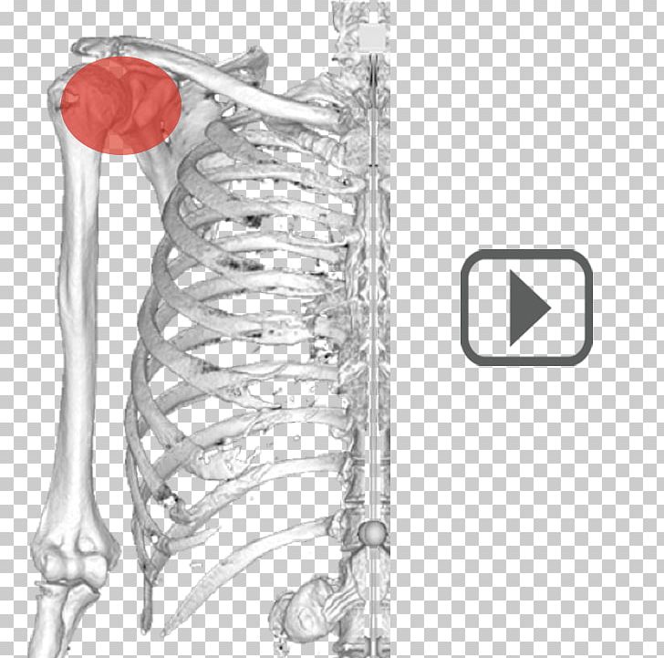 Ulna Shoulder Humerus Anatomy Scapula PNG, Clipart, Anatomy, Arm, Arthrology, Bone, Condyle Free PNG Download