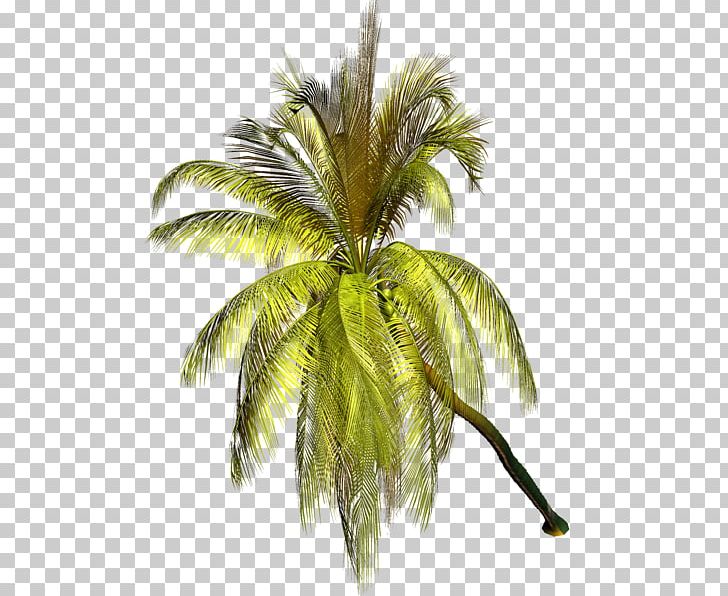 Babassu Asian Palmyra Palm Light Oil Palms Plant PNG, Clipart, Arecaceae, Arecales, Asian Palmyra Palm, Attalea, Attalea Speciosa Free PNG Download