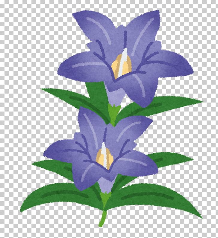 Gentiana Scabra Flower Japan Purple Mon PNG, Clipart, Bellflower Family, Blue, Child, Color, Flower Free PNG Download