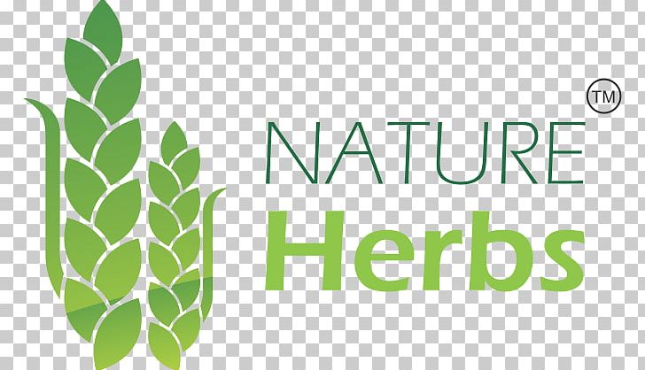 Leaf Shatavari Intellect Plant Herb Root PNG, Clipart, Asparagus, Asparagus Racemosus, Ayurveda, Brand, Graphic Design Free PNG Download