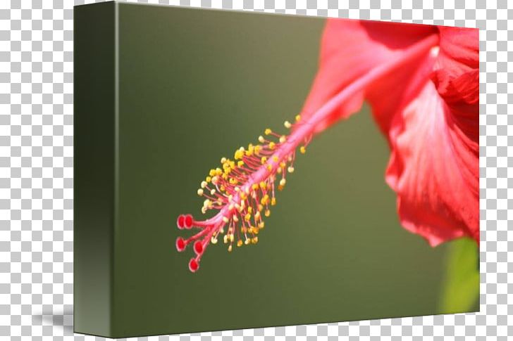 Rosemallows Close-up Plant Stem PNG, Clipart, Bunga Raya, Closeup, Flora, Flower, Flowering Plant Free PNG Download