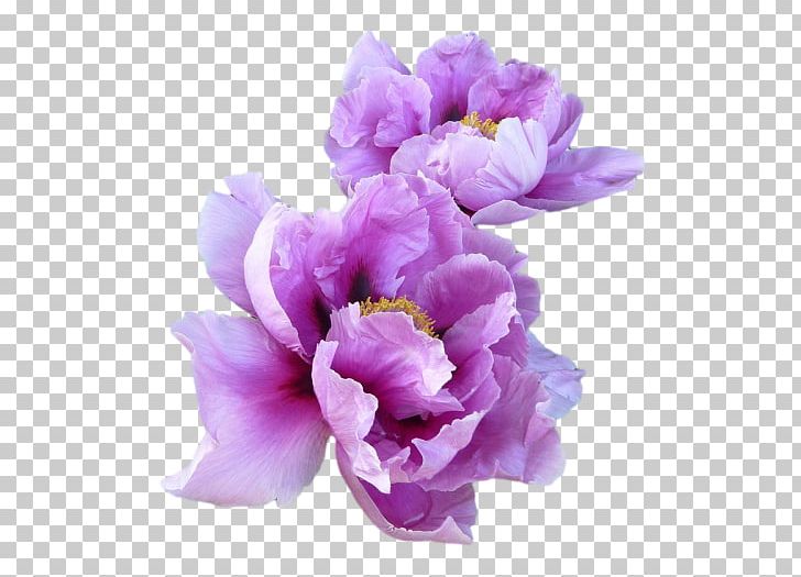 T-shirt Paper Lavender Flower Peony PNG, Clipart, Blossom, Child, Clothing, Color, Cut Flowers Free PNG Download