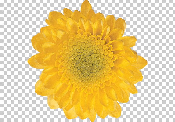 Yellow Photography Flower Petal Chrysanthemum PNG, Clipart, Brightness, Chrysanthemum, Chrysanths, Color, Common Sunflower Free PNG Download