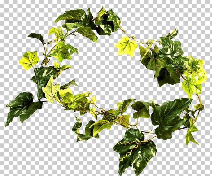 Fiddle-leaf Fig Branch Houseplant Tree PNG, Clipart, Autumn Flowers, Autumn Leaf Color, Common Fig, Common Ivy, Ficus Maclellandii Free PNG Download