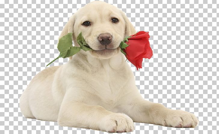 Labrador Retriever Puppy Cat Valentine's Day Bull Terrier PNG, Clipart,  Free PNG Download