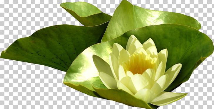 Pygmy Water-lily Nelumbo Nucifera Photography PNG, Clipart, Digital Image, Download, Flower, Flowering Plant, Fresh Free PNG Download
