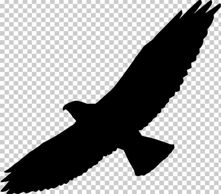 Swainson's Hawk Silhouette Bird PNG, Clipart,  Free PNG Download