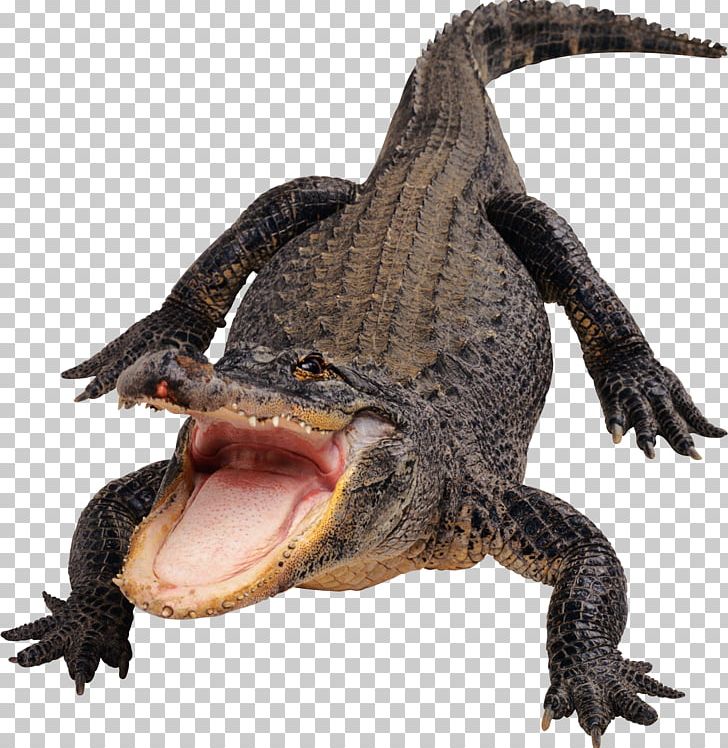 Amazon.com Alligator Crocodile Flashcard PNG, Clipart, Alligator, Alligator Wrestling, Amazoncom, Amphibian, Animals Free PNG Download