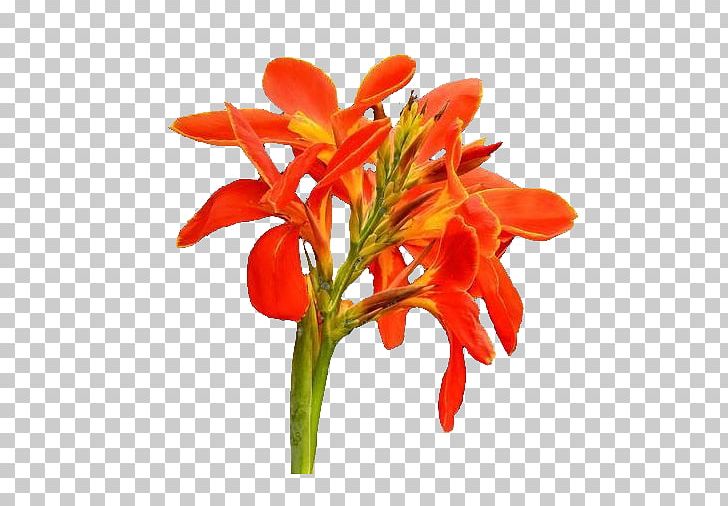 Canna Indica Flower Icon PNG, Clipart, Beautiful, Beautiful Flowers, Big, Big Flower, Canna Free PNG Download