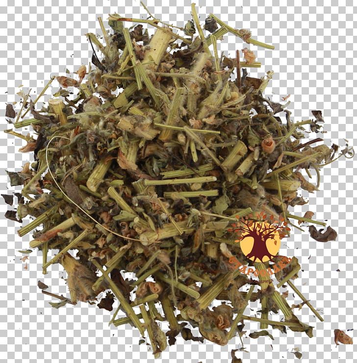 Green Tea Sweet Wormwood Herbaceous Plant PNG, Clipart, Artemisinin, Astragalus, Blossom, Chinese Herbology, Flower Free PNG Download
