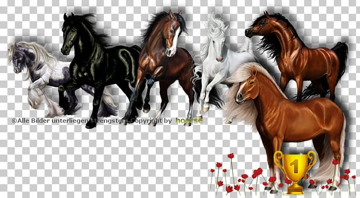 Mustang Stallion Foal Colt Pony PNG, Clipart,  Free PNG Download