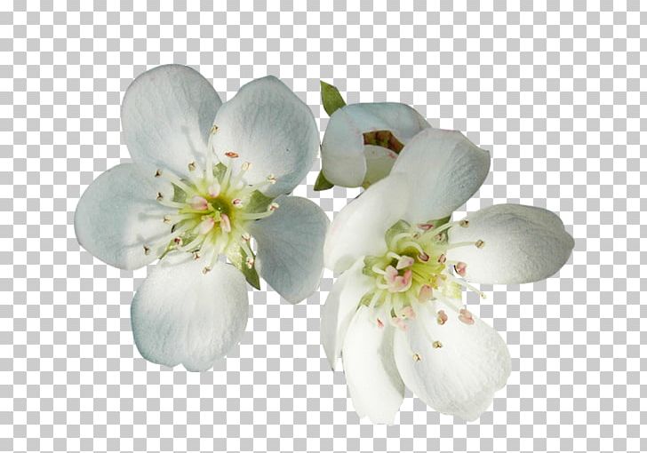 Flower Petal Blossom PNG, Clipart, Branch, Cherry Blossom, Cut Flowers, Data, Designer Free PNG Download