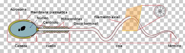 Spermatozoon Acrosome Egg Cell PNG, Clipart, Acrosome, Anatomia, Angle, Auto Part, Cell Free PNG Download
