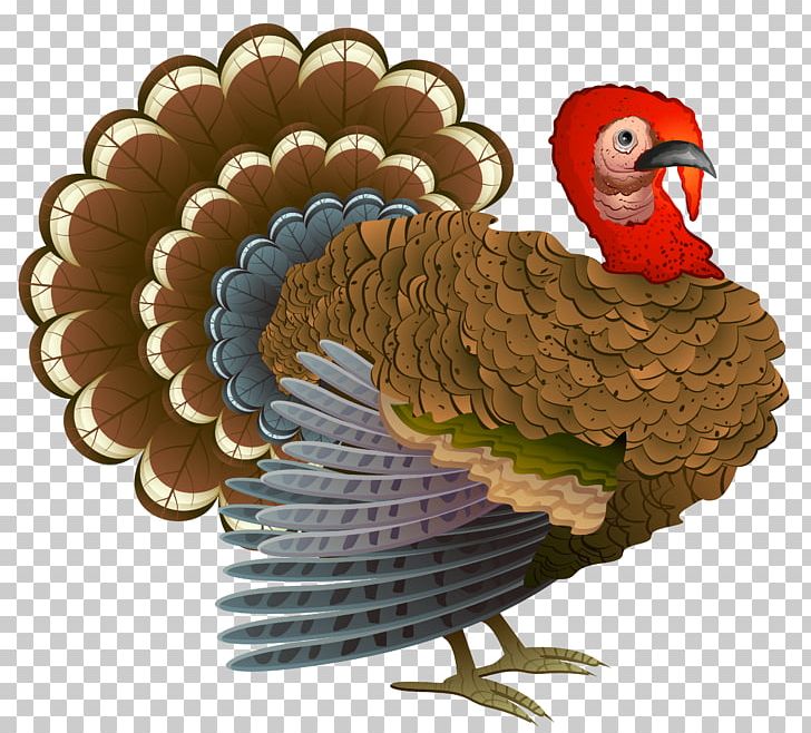 Turkey Thanksgiving Cornucopia PNG, Clipart, Beak, Bird, Chicken, Cornucopia, Domesticated Turkey Free PNG Download