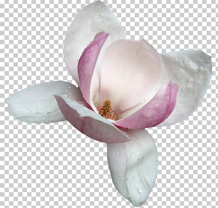 Magnolia PNG, Clipart, Blossom, Flower, Flowering Plant, Magnolia, Magnolia Family Free PNG Download