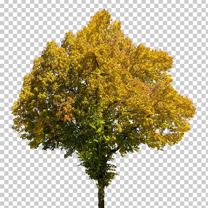 Tree Autumn Book PNG, Clipart, Autumn, Beech, Book, Branch, Deciduous Free PNG Download