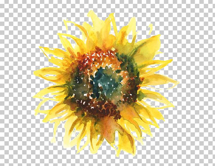 Common Sunflower T Shirt Watercolor Painting Sunflower Seed Png Clipart Cartoon Cartoon Sunflower Color Daisy Family
