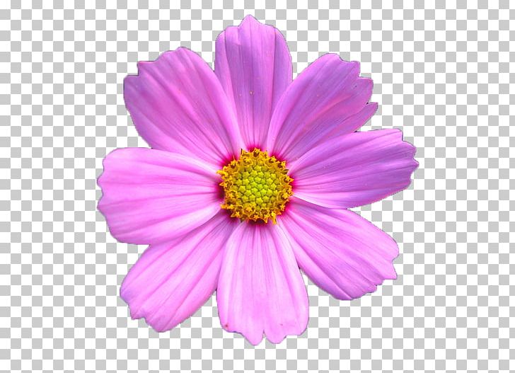 Cosmos Bipinnatus Chrysanthemum Xd7grandiflorum Pink PNG, Clipart, Annual Plant, Argyranthemum Frutescens, Aster, Beautiful, Cosmos Free PNG Download