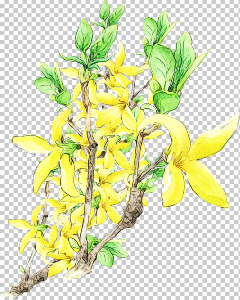 Flower Plant Yellow Branch Cut Flowers PNG, Clipart, Branch, Cut Flowers, Dendrobium, Drawing Flower, Floral Drawing Free PNG Download