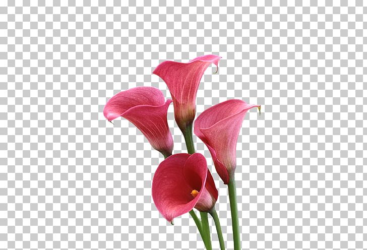 Arum-lily Cut Flowers Lilium PNG, Clipart, Arum, Arum Lilies, Arumlily, Arum Lily, Bulb Free PNG Download