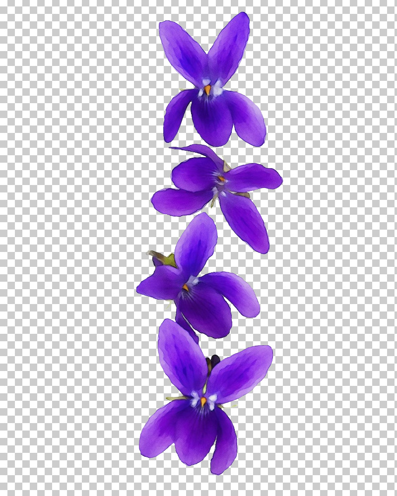 Lavender PNG, Clipart, Biology, Flower, Lavender, Moth Orchids, Orchids Free PNG Download