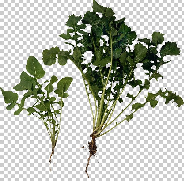 Arugula Vinaigrette Salad Herb Greens PNG, Clipart, Arugula, Branch, Condiment, Dish, Edible Flower Free PNG Download