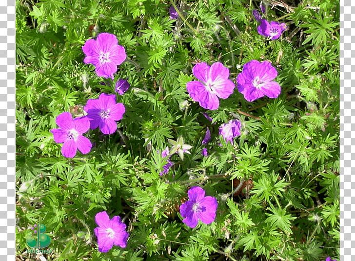 Ashy Cranesbill Vervain Subshrub Groundcover Annual Plant PNG, Clipart,  Free PNG Download