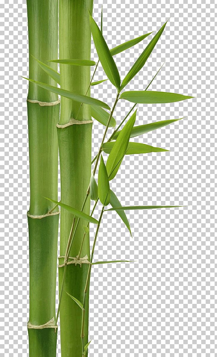 Bamboo Textile Green Bamboo Painting Paper PNG, Clipart, Bamboo, Bamboo Massage, Bamboo Painting, Bamboo Textile, Blue Free PNG Download