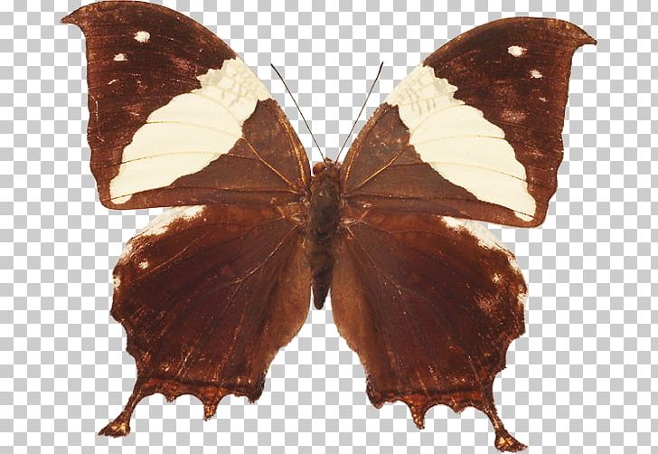 Brush-footed Butterflies Butterfly Moths Insect PNG, Clipart, Arthropod, Brush Footed Butterfly, Butterflies And Moths, Butterfly, Digital Image Free PNG Download
