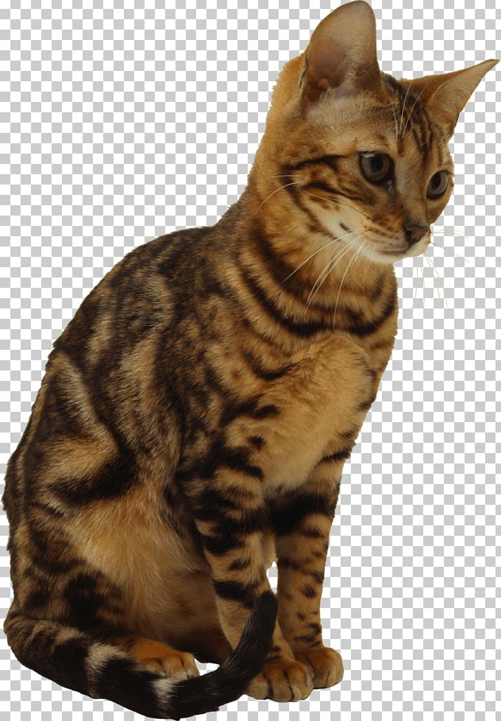 Calico Cat Kitten PNG, Clipart, American Wirehair, Animal, Animals, Asian, Carnivoran Free PNG Download