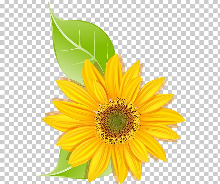 Common Sunflower Daisy Family Transvaal Daisy Sunflower Seed PNG, Clipart, Asterales, Bird Of Paradise Flower, Chrysanthemum, Common Daisy, Cut Flowers Free PNG Download