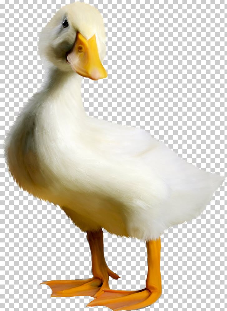 Duck Goose Bird PNG, Clipart, Albom, Animal, Animals, Beak, Chicken Free PNG Download