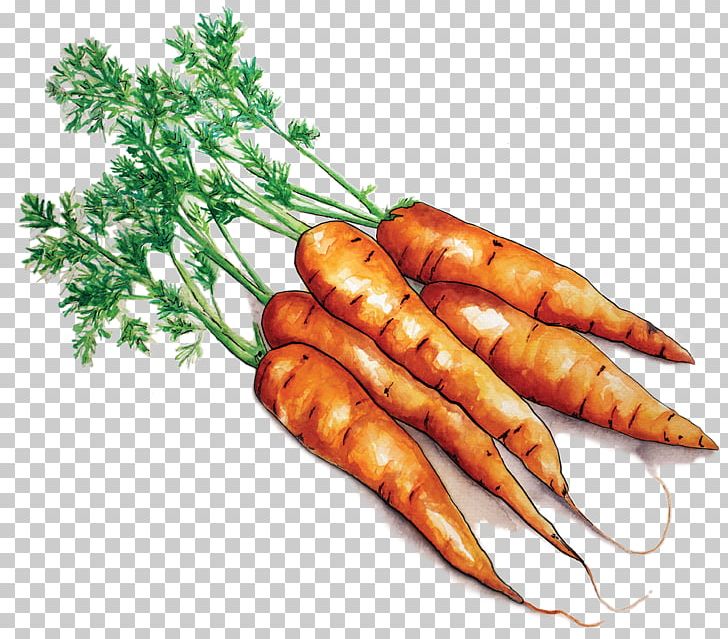 Farmto School Project Ma Local Food Carrot Farm To School PNG, Clipart, Baby Carrot, Cafeteria, Carrot, Carrots, Farm Free PNG Download